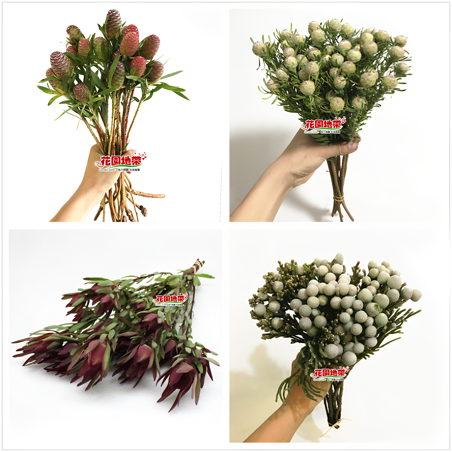 进口南非鲜花家族 木球果百合针垫 珊瑚果 可风干长期装饰家庭插
