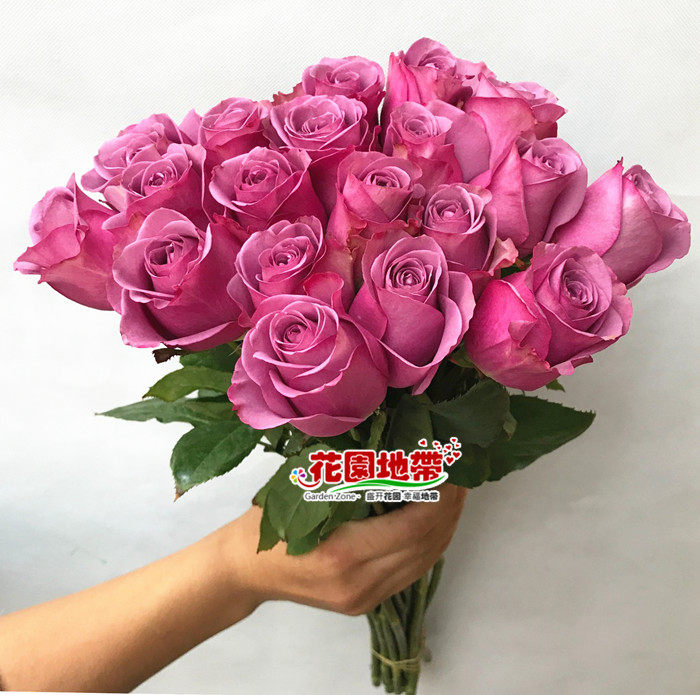 冷美人玫瑰花紫色系大朵鲜切月季情人节七夕家庭生活插花鲜花同城