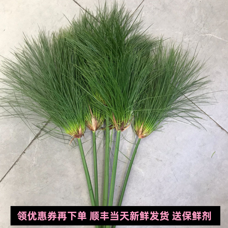 纸莎草鲜花家庭水培花婚礼布置花