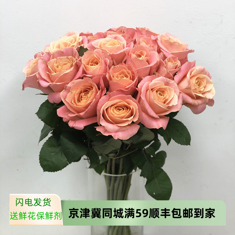 猪小姐玫瑰鲜花有香味鲜切大朵月季生日爱情表白家庭插花礼物速递