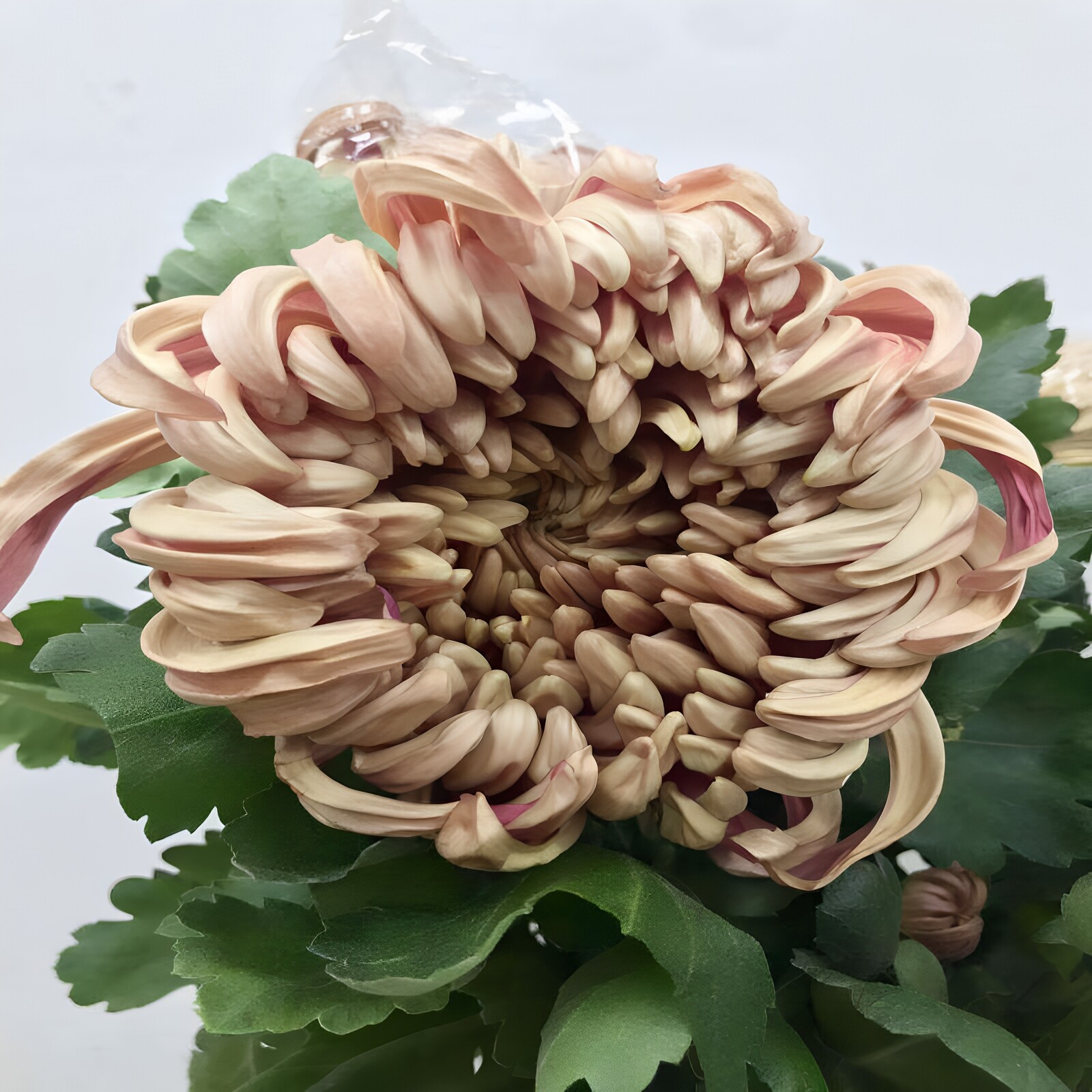 维也纳大菊花秋季花材水培