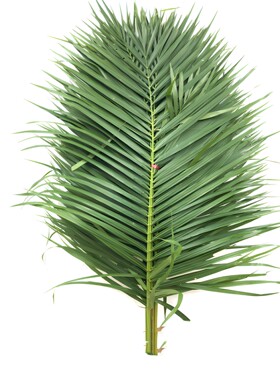 散尾葵凤尾竹叶水培花材10枝鲜花