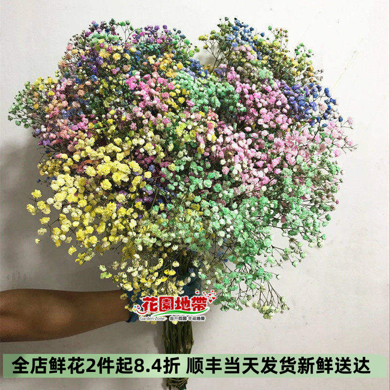 孙悟空进口七彩满天星鲜花速递