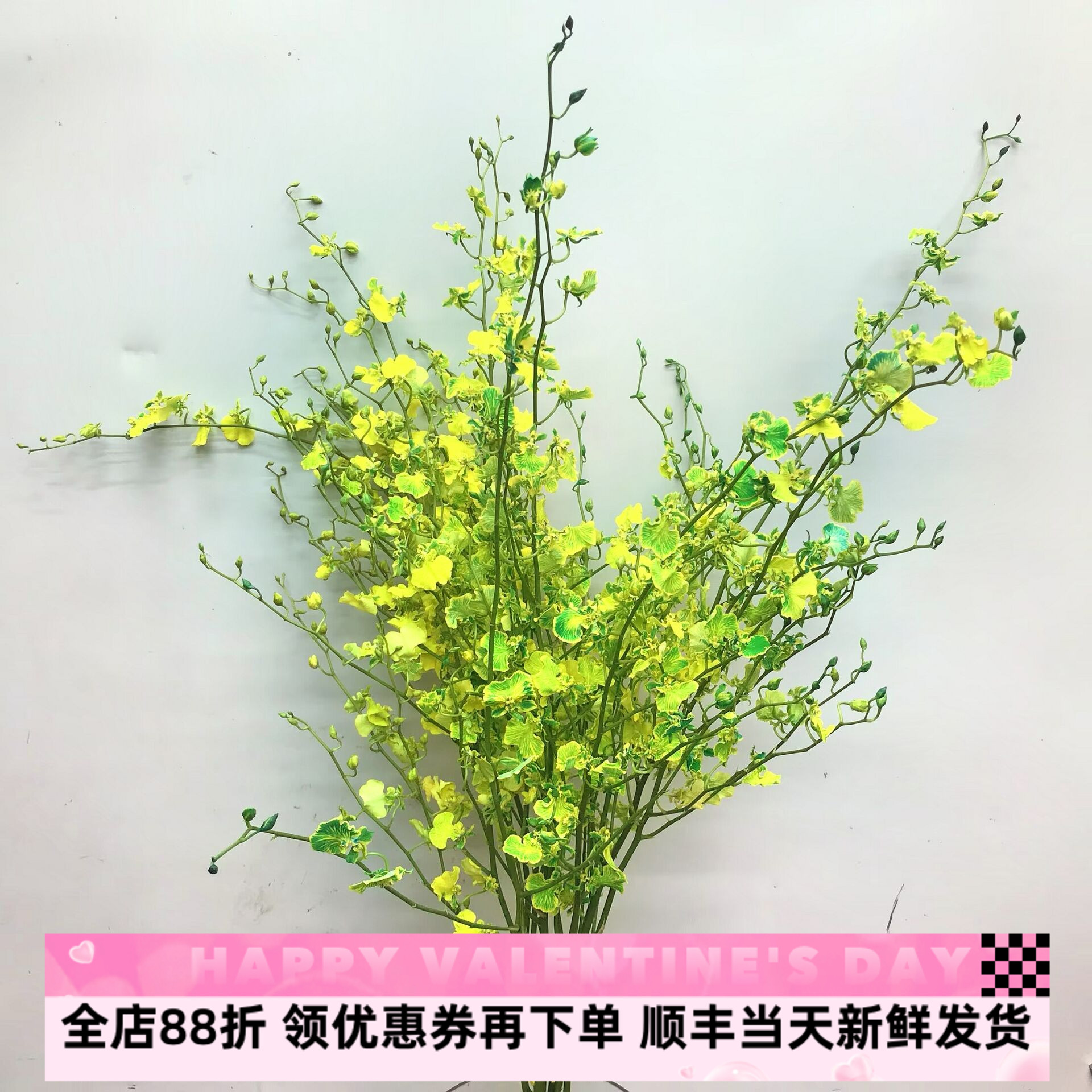 文心兰鲜切花水培花展厅摆花染色跳舞兰鲜花婚庆配花北京同城速递