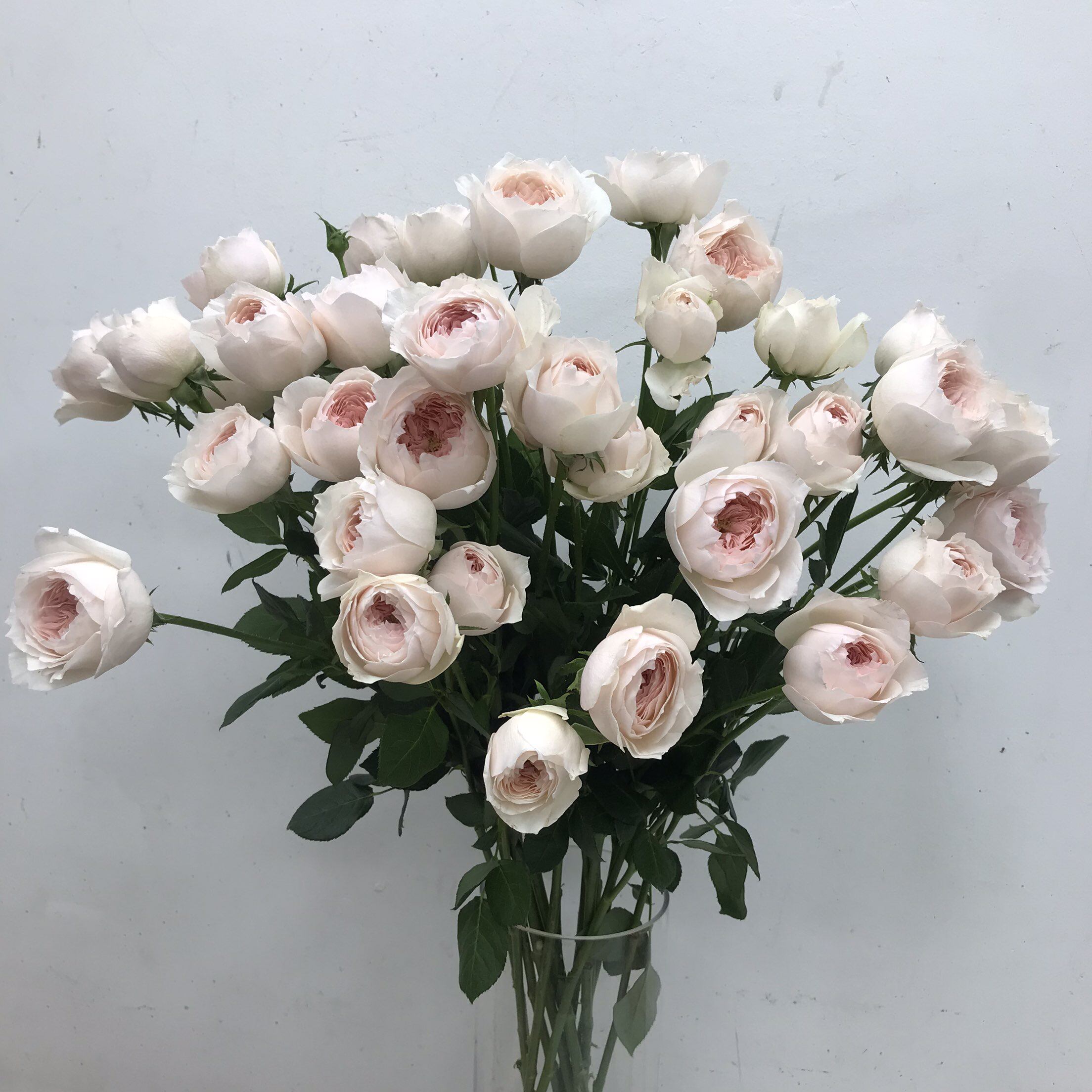 奥斯汀蔷薇迪奥小姐多头小玫瑰花