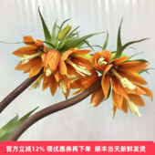 皇冠贝母鲜切花水培橙色铃铛花家用高端瓶插花年宵花高级感花期长