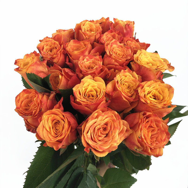 双子座欢乐颂朱丽叶雪山玫瑰生日爱情表白花礼物北京同城鲜花速递