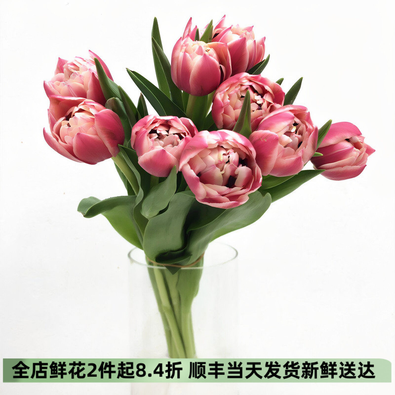 草莓松饼重瓣郁金香水培好养同城