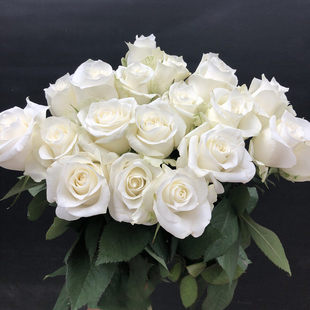 骄傲玫瑰白玫瑰 北极熊生日爱情表白礼物家庭DIY花艺同城鲜花速递