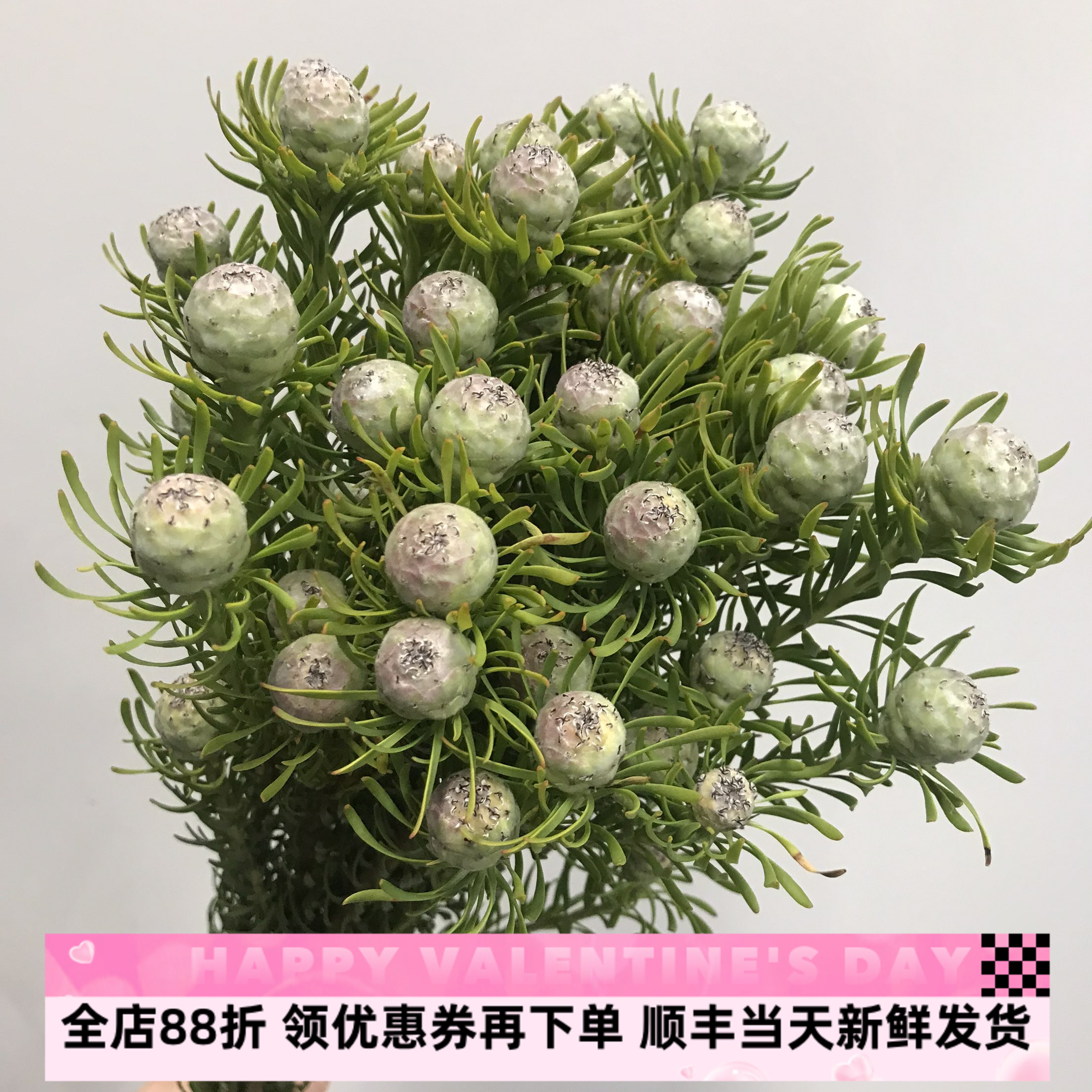 南非进口木本鲜花乌龟果水培花期长足球果鲜切枝可做干花北京同城