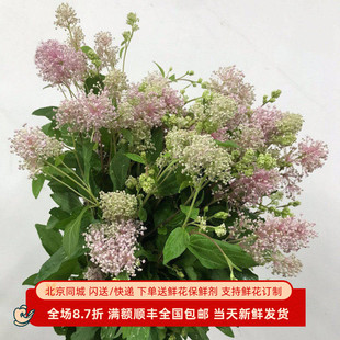 澳洲茶鲜花美洲茶水培鲜切花小清新时令家居插花水养北京同城配送