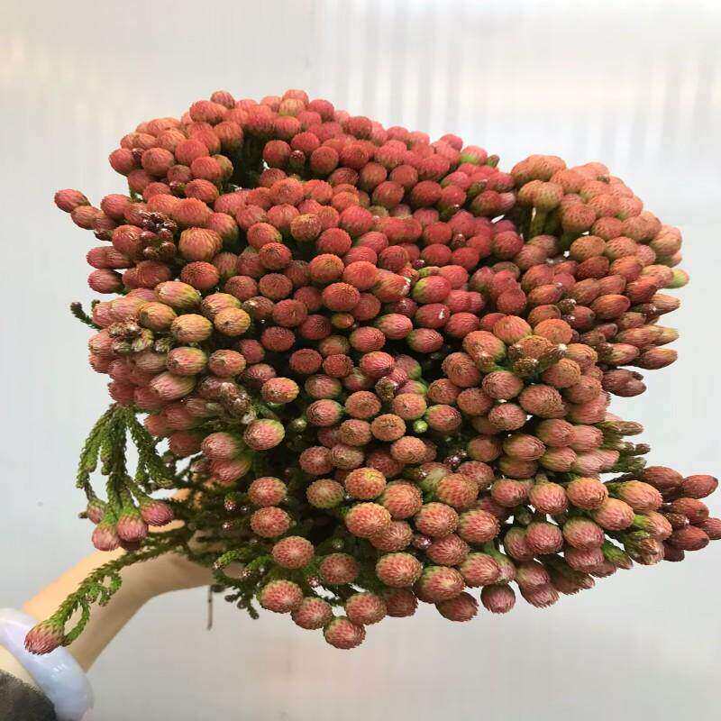 进口花卉红珊瑚果鲜花速递