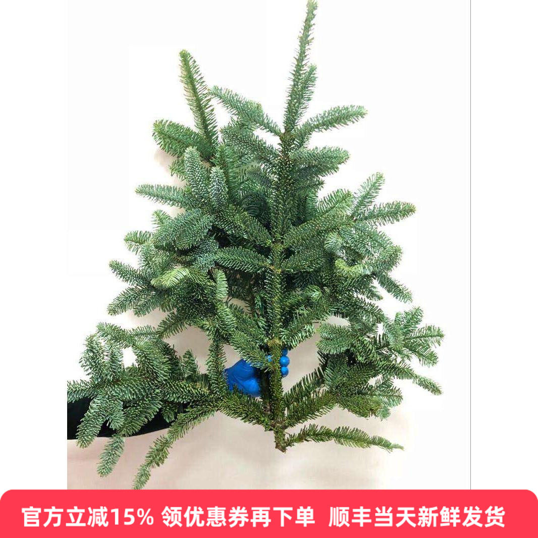 进口诺贝松鲜切枝圣诞树枝圣诞松插花平安夜装饰气氛鲜花同城速递