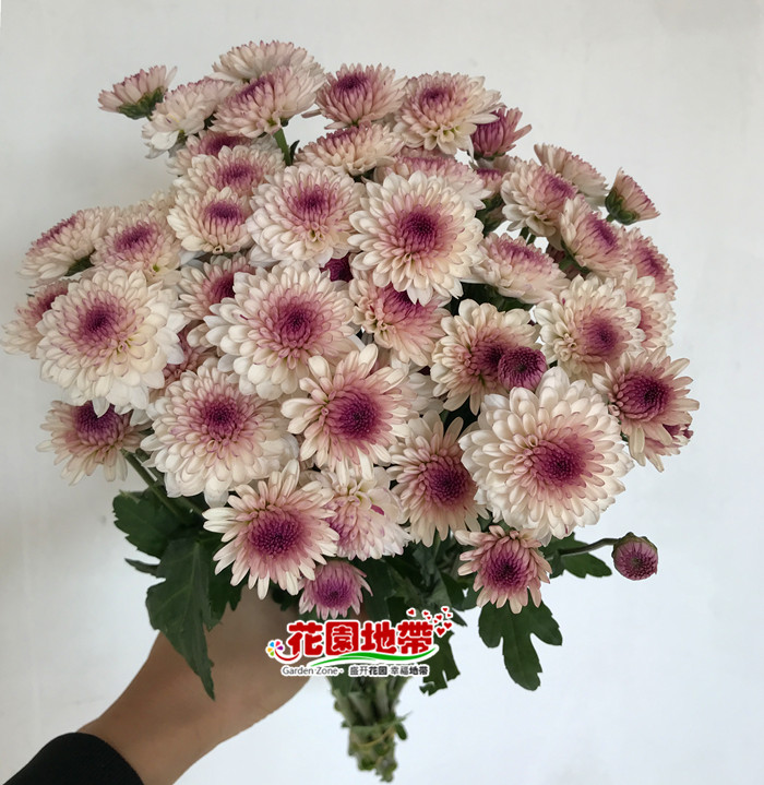 家庭办公室婚礼插花 超长花期雏菊 好养的多头小菊家族 鲜花速递