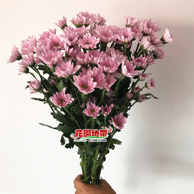 ÐÂÆ··ÛÉ«¶àÍ·¾Õ Ó£»¨Ð¡³û¾Õ10Ö¦ DIY¼ÒÍ¥°ì¹«ÊÒÆ¿²å»¨ ˳·áͬ³Ç