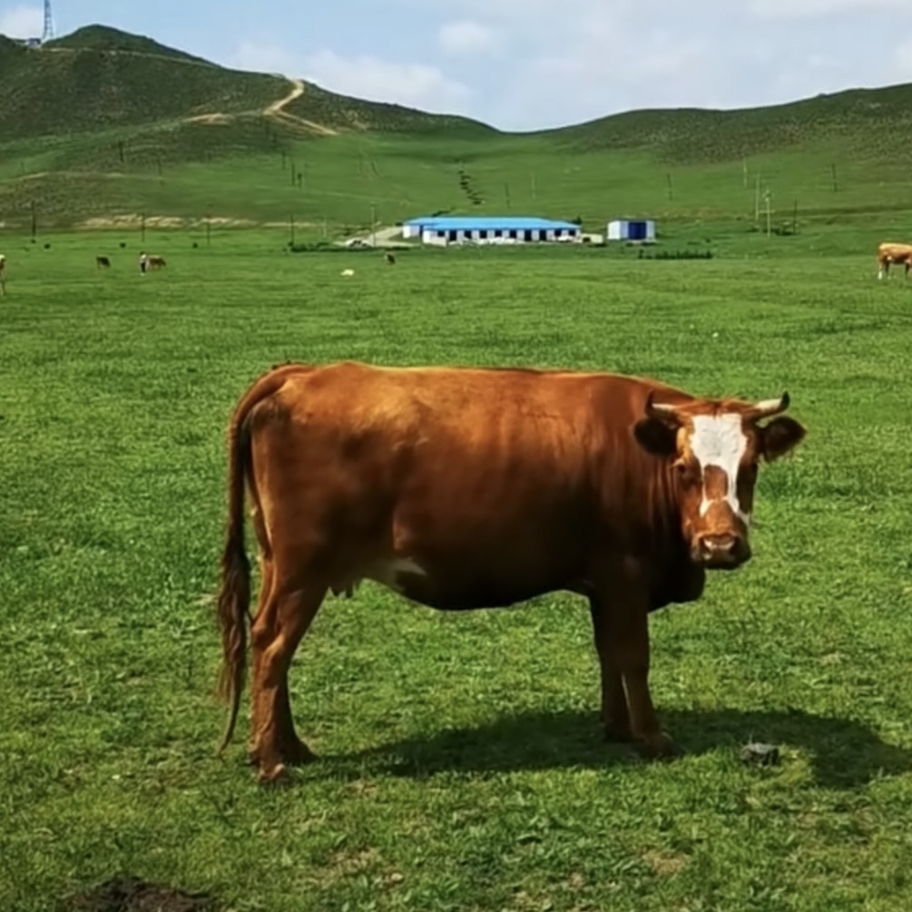 1号【1号牛肉现场称重改价链接】冷冻48小时保温箱冰袋发货,水产肉类/新鲜蔬果/熟食,生牛肉,淘宝优惠券,粉丝福利购,淘宝优惠卷