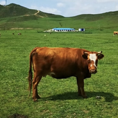 1号 1号牛肉现场称重改价链接 冷冻48小时保温箱冰袋发货