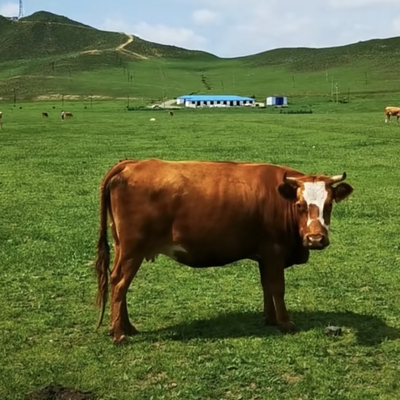 1号【1号牛肉现场称重改价链接】冷冻48小时保温箱冰袋发货