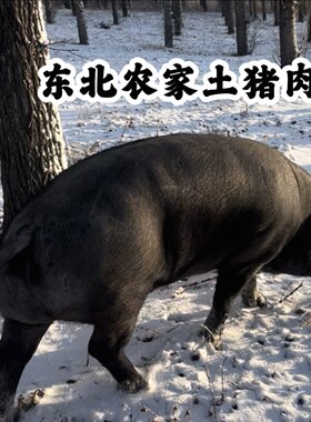 东北农家年猪农村散养黑猪肉新鲜现杀笨猪肉前腿五花排骨大骨头