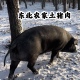 东北农家年猪农村散养黑猪肉新鲜现杀笨猪肉前腿五花排骨大骨头