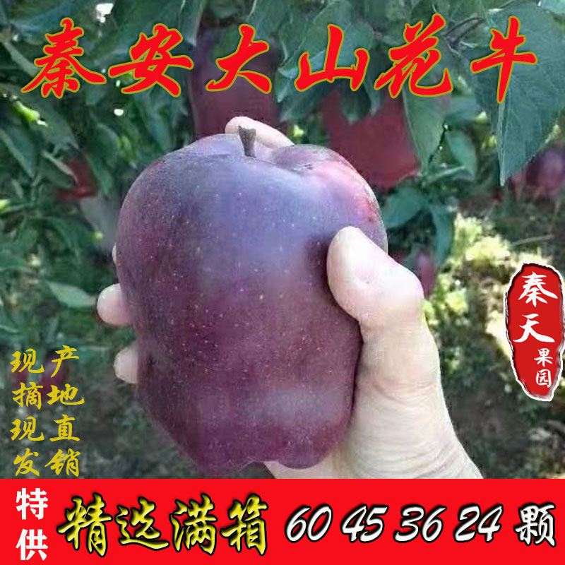 甘肃天水花牛苹果正宗秦安大山红星新鲜水果代餐粉面刮泥整箱包邮,水产肉类/新鲜蔬果/熟食,苹果,淘宝优惠券,粉丝福利购,淘宝优惠卷