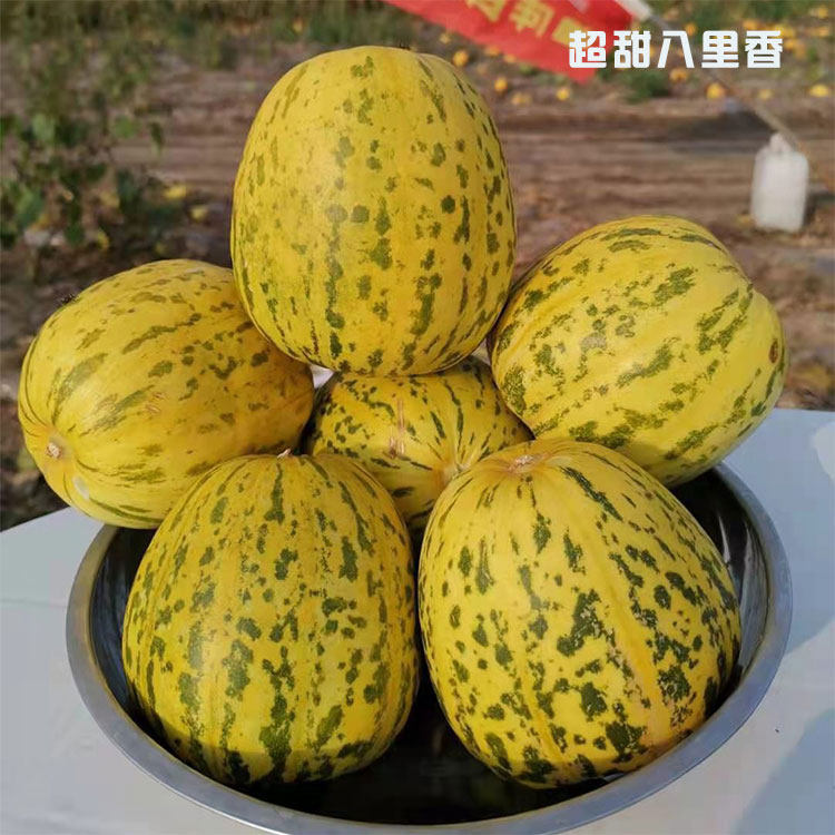 超甜八里香甜瓜种子花蜜八号薄皮杂交甜度18高产香瓜种籽原装