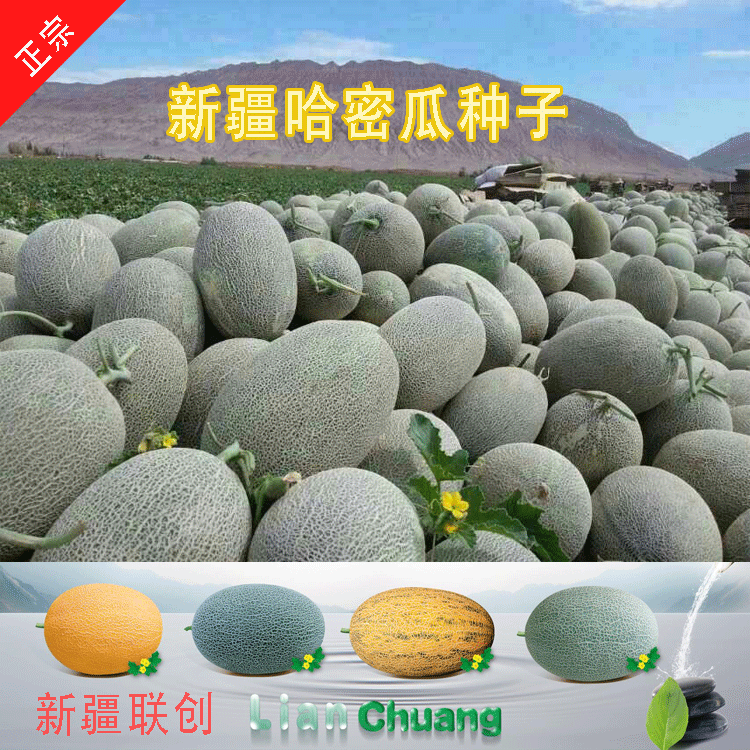 正宗新疆哈密瓜种子四季水果种籽网纹瓜伽师瓜简单国产高甜度