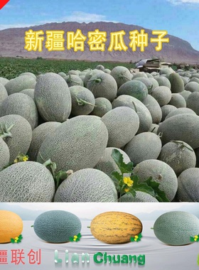 正宗新疆哈密瓜种子四季水果种籽网纹瓜伽师瓜简单国产高甜度