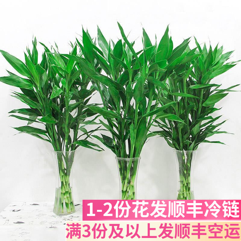 富贵竹节节高升云南直发基地昆明斗南客厅四季室内水培水竹绿色