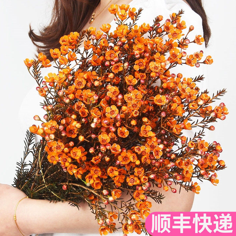 橙色腊梅澳洲澳梅云南斗南鲜花基地直发花卉市场奥州奥洲鲜切昆明,鲜花速递/花卉仿真/绿植园艺,花材,淘宝优惠券,粉丝福利购,淘宝优惠卷