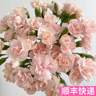 流年多头康乃馨多丁斗南鲜花基地直发花卉市场切花真花母亲节妈妈