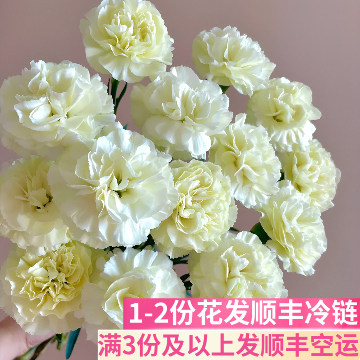 奶油康乃馨家用插花鲜切花