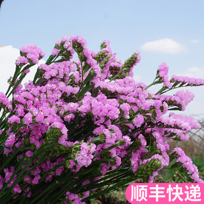 勿忘我客厅鲜花基地直发