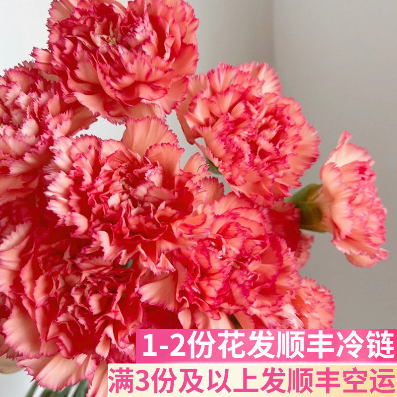 火焰单头康乃馨基地直发