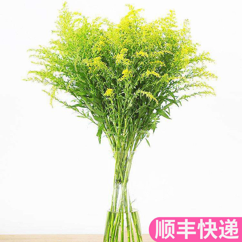 黄莺草配草配花云南直发昆明黄英基地斗南花市插花水养花束家庭