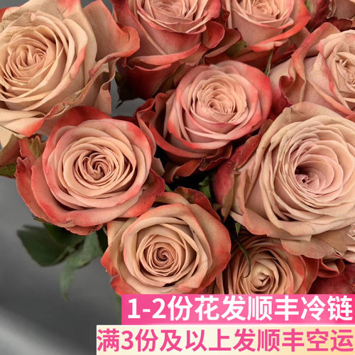 卡布奇诺玫瑰花鲜花基地直发