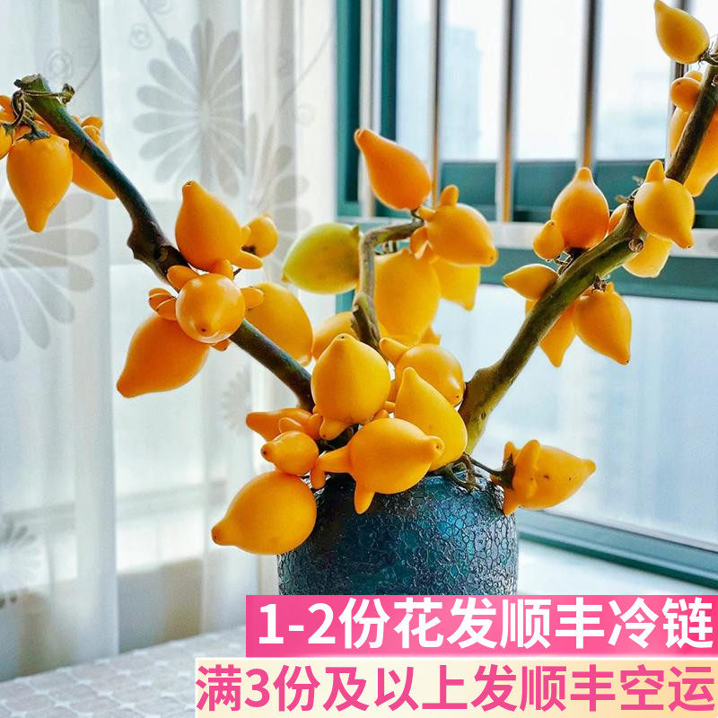 五代果黄金果基地直发