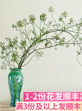 绿色山归来鲜切枝小众花材