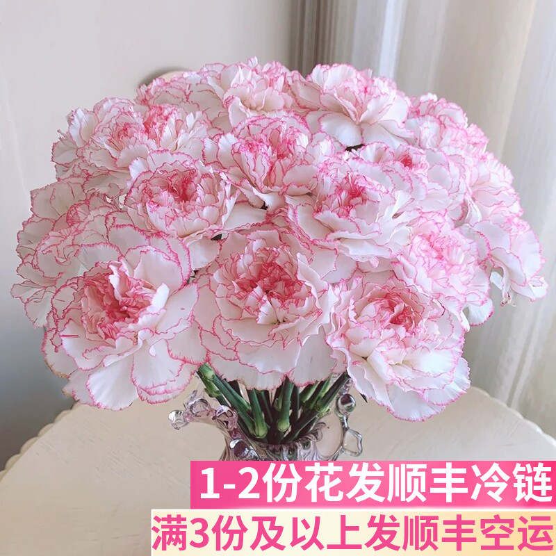 小天使单头康乃馨基地直发