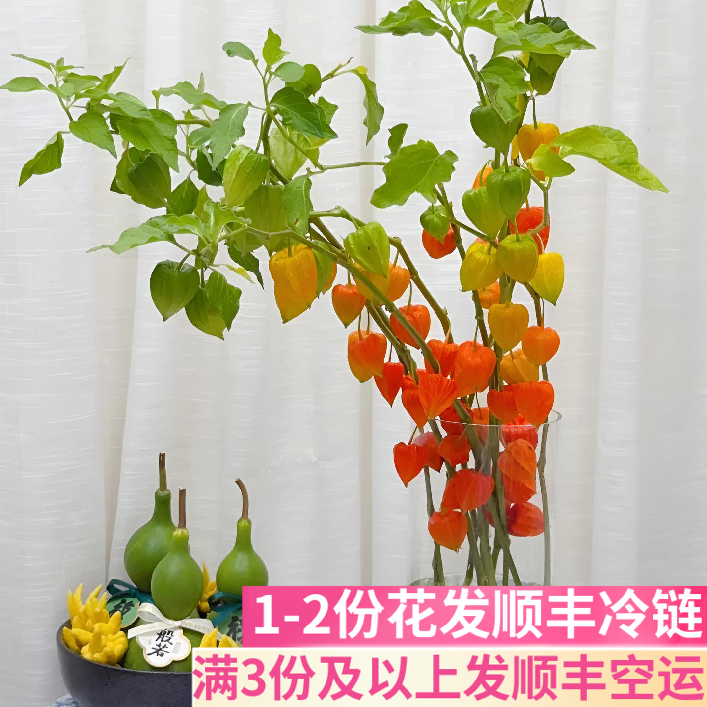 酸浆果灯笼果小众个性插花花艺斗南鲜花基地直发昆明花卉真花果材