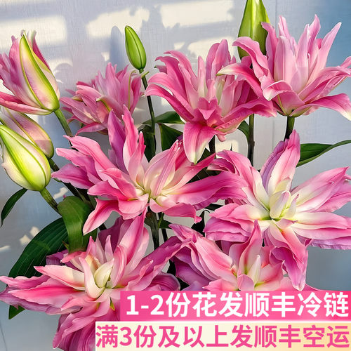 红丝带重瓣百合花基地直发