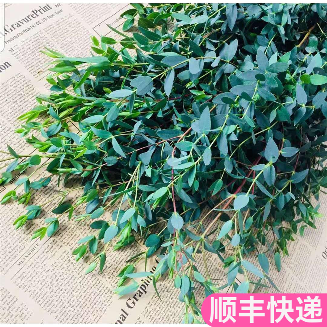 尤加利鲜花斗南花市基地直发