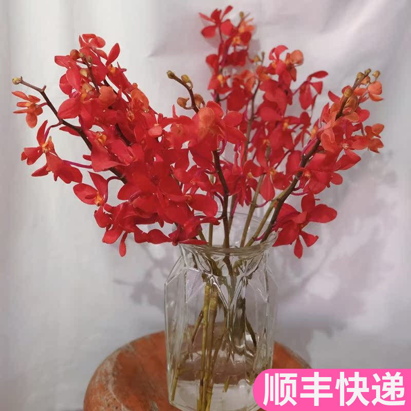 泰国进口千代兰红色鲜切花云南昆明斗南鲜花基地直发束家用洋兰