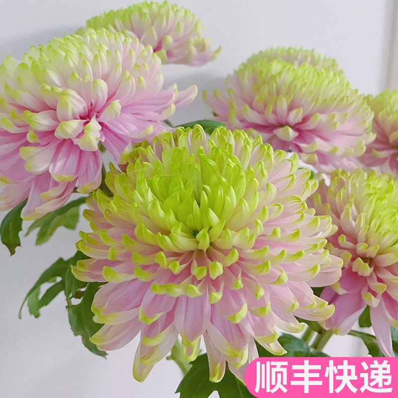 安娜菊粉绿色配花小众花材斗南基地直发昆明花卉市场批鲜切发顺丰,鲜花速递/花卉仿真/绿植园艺,花材,淘宝优惠券,粉丝福利购,淘宝优惠卷