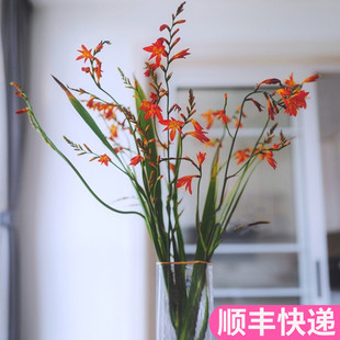 火焰兰云南斗南鲜花基地直发昆明花卉市场真花插花水养花市家用