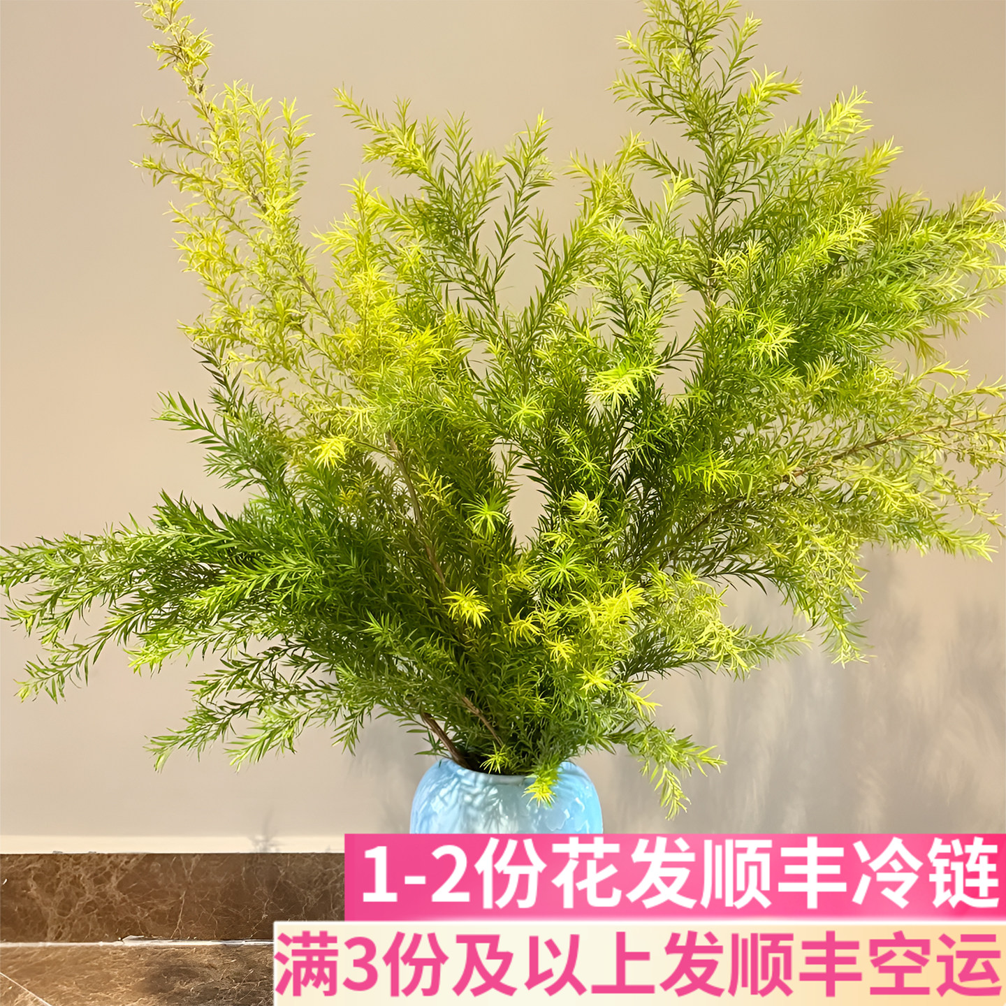 绿色原色千层金黄金香柳鲜切真花