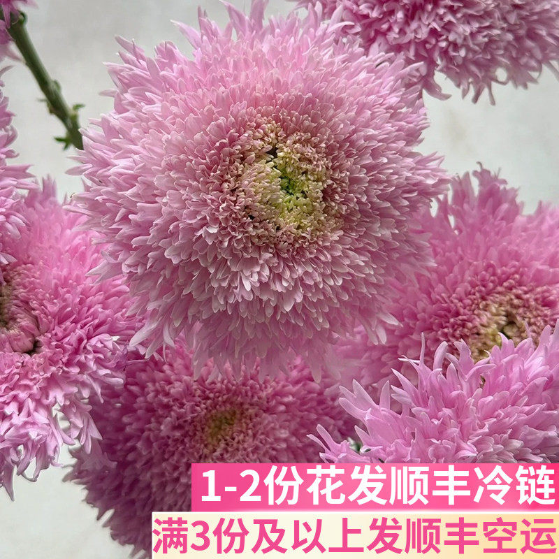 面包菊重瓣泰迪斗南鲜花基地直发昆明花卉市场市真花插花粉色顺丰