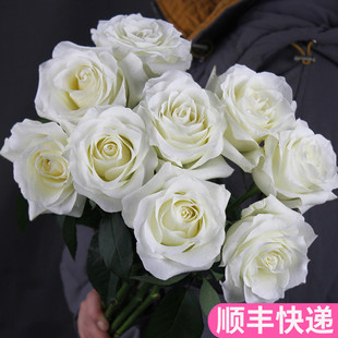 骄傲白玫瑰云南斗南鲜花基地直发昆明花卉市场插瓶花市真花水养白
