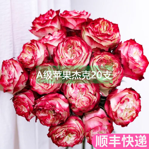 A级苹果杰克玫瑰花鲜花基地直发