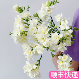 香雪兰云南斗南鲜花基地直发昆明花卉市场批鲜切花发顺丰小苍兰